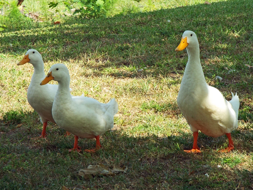 domestic-ducks