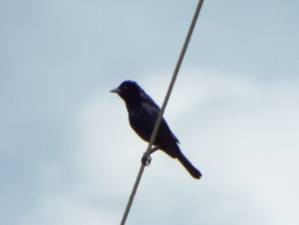 I would have thought this bird was a grackle if I hadn't known beforehand to expect it.