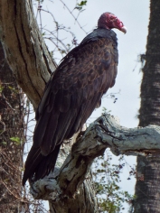 Handsome Turkey Vulture