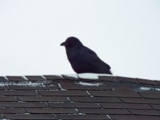 One of many Common Ravens in town