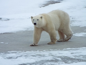 larger-polar-bear1