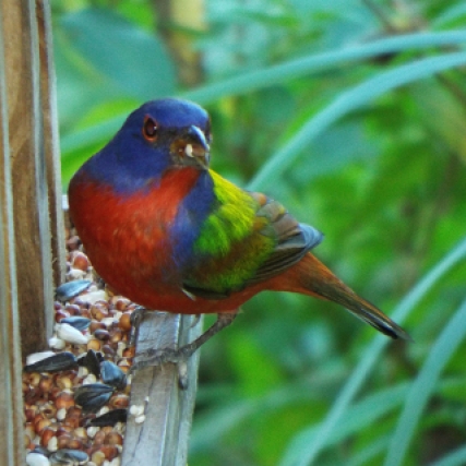 One of two Painted Buntings making use of the Visitor Center's feeder.