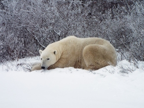The bears rest a lot as they wait for the sea ice to form
