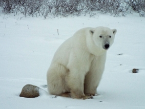 polar-bear-sitting1