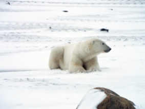 resting-polar-bear