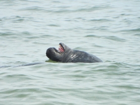 Gray Seal "water basking".