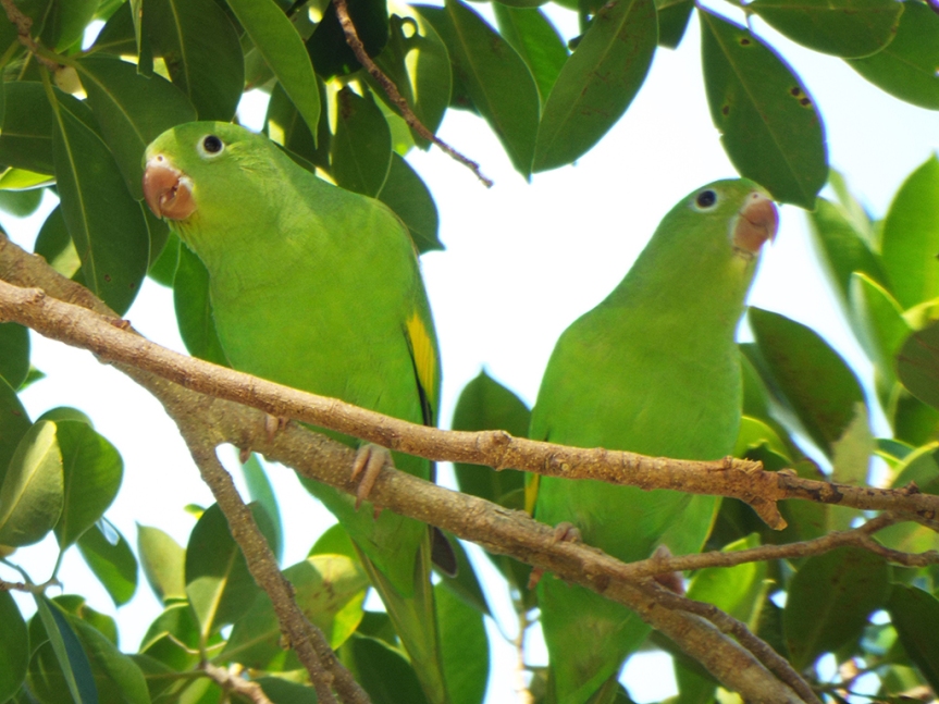 yellow-chevroned-parakeet1