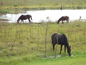 Wild Horses at Sweetwater Wetlands Park