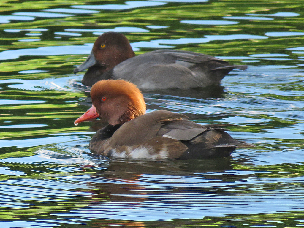 A Red-crested Pochard swims alongside a Redhead on the water, both facing left. The pochard is in the foreground.