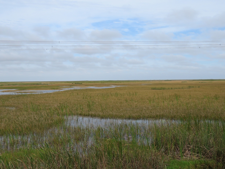 The golden and green grasses of the Everglades, with some patches of open water, stretch out to the horizon under mostly overcast skies. Powerlines cross the foreground between the horizon and top of the photo.