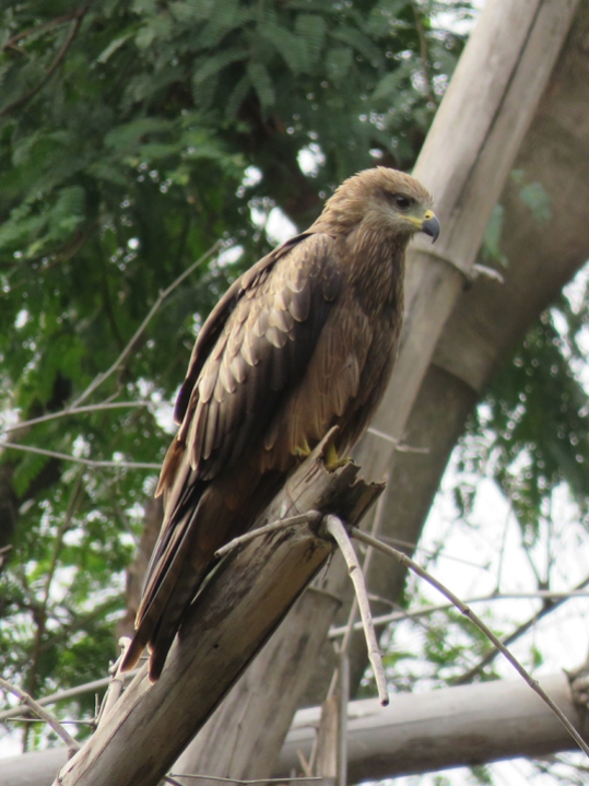 Black Kites are found everywhere over the city, sometimes in the dozens. Here is one perched in Cubbon Park.