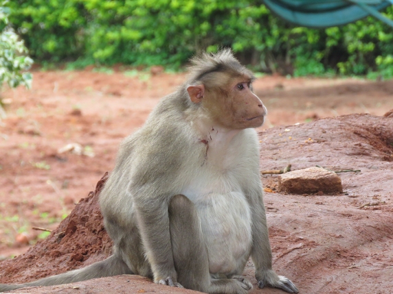 There is a population of Bonnet Macaques in the park. They will steal your food and shinies if you don't watch it!