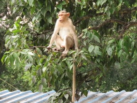 Parting shot of a very angry and dominant Bonnet Macaque. He was quite vocal and demonstrative.