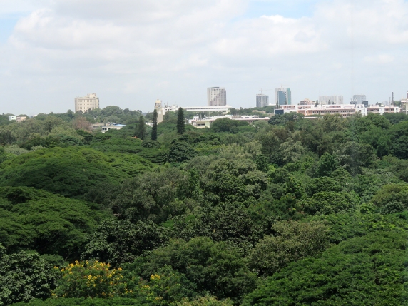 Cubbon Park from my hotel room.
