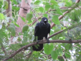 Large-billed Crow.