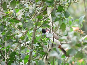 The bird life was suprisingly sparse in the park. This is one of only a few shots I got. This is a Red-whiskered Bulbul.