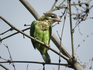 White-cheeked Barbet taken just next to the main road by the hotels.