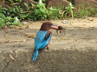 White-throated Kingfisher with a freshwater crab.