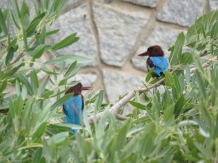 White-throated Kingfisher pair.